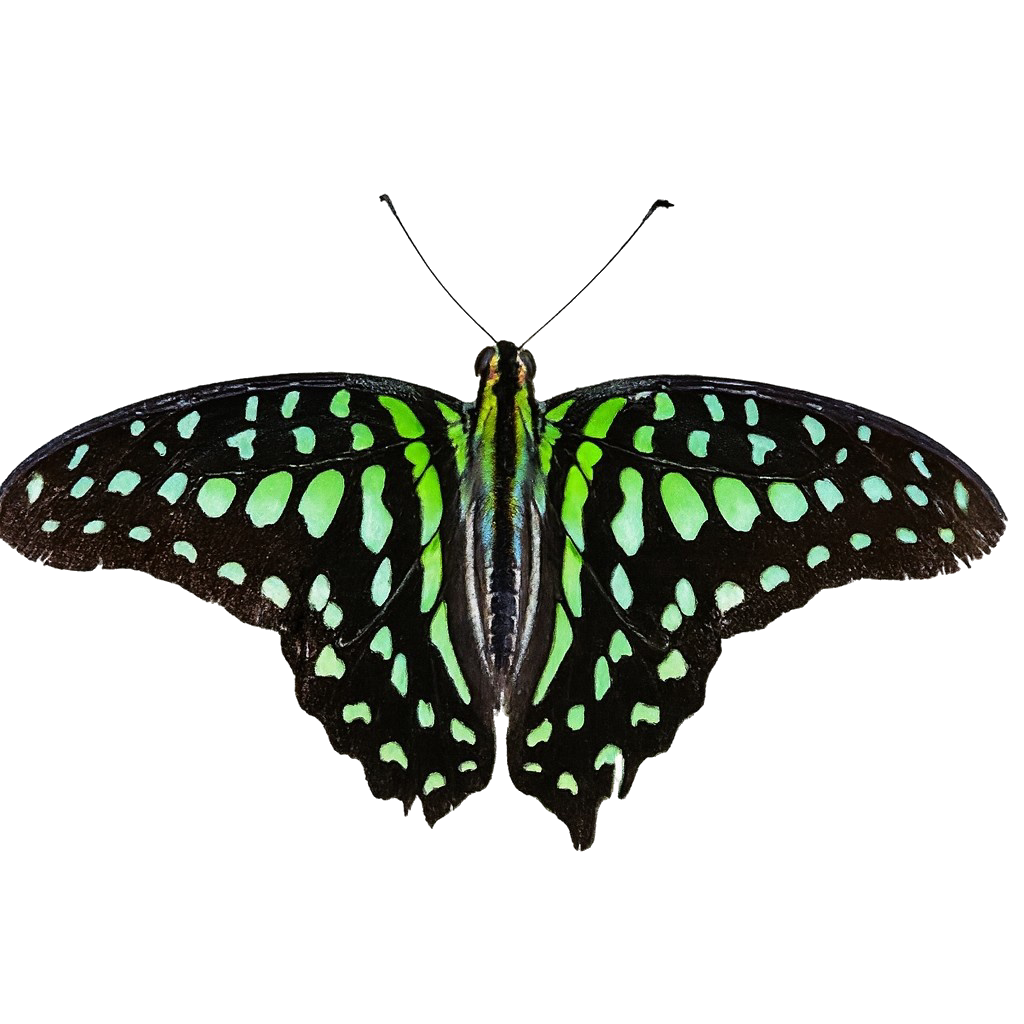 Green Triangle Butterfly Beach  Towel